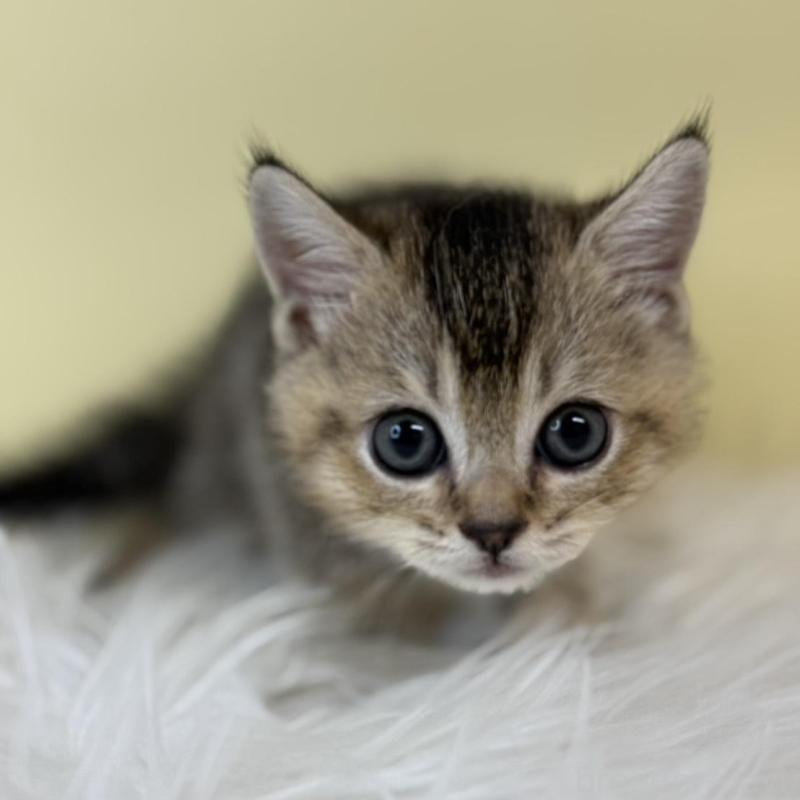 販売中の埼玉県のブリティッシュショートヘア-139611の1枚目