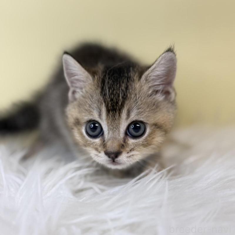 販売中の埼玉県のブリティッシュショートヘア-139611の3枚目