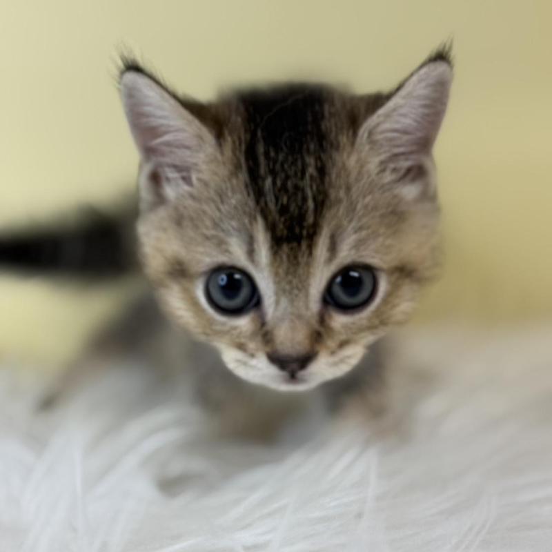 販売中の埼玉県のブリティッシュショートヘア-139611の2枚目