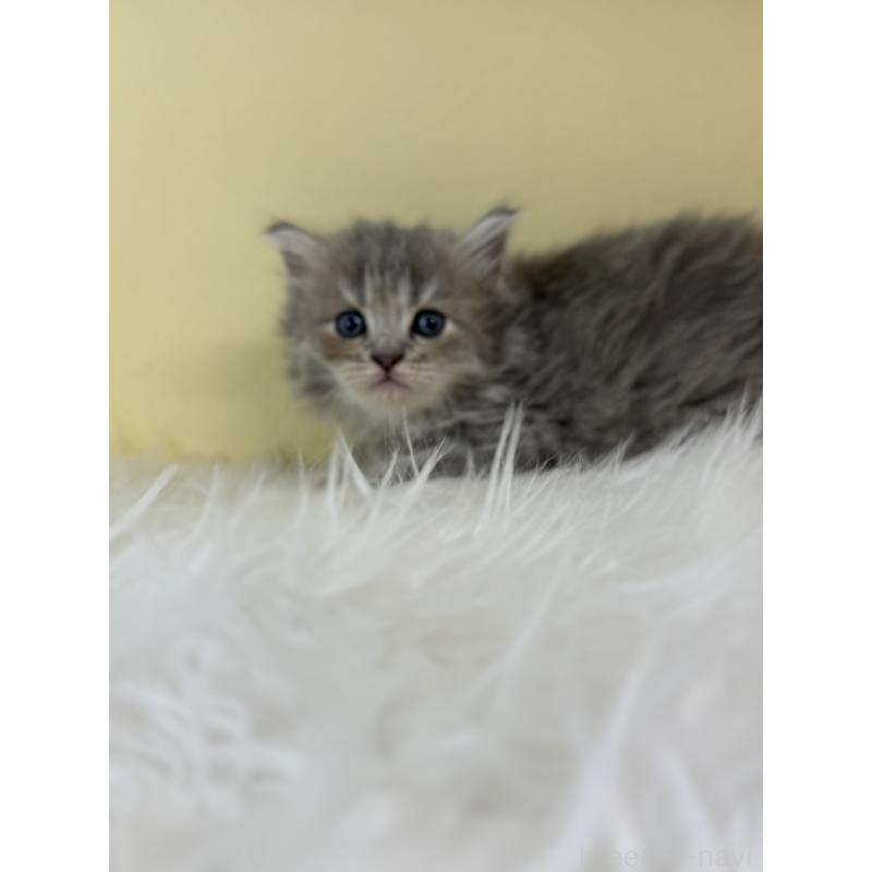 販売中の埼玉県のサイベリアン-139612の4枚目