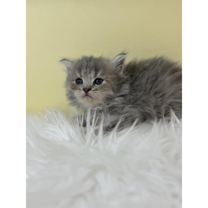 販売中の埼玉県のサイベリアン-139612の3枚目