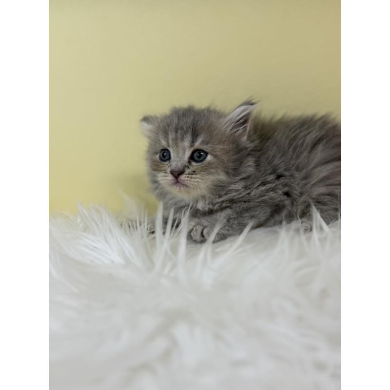 販売中の埼玉県のサイベリアン-139612の2枚目