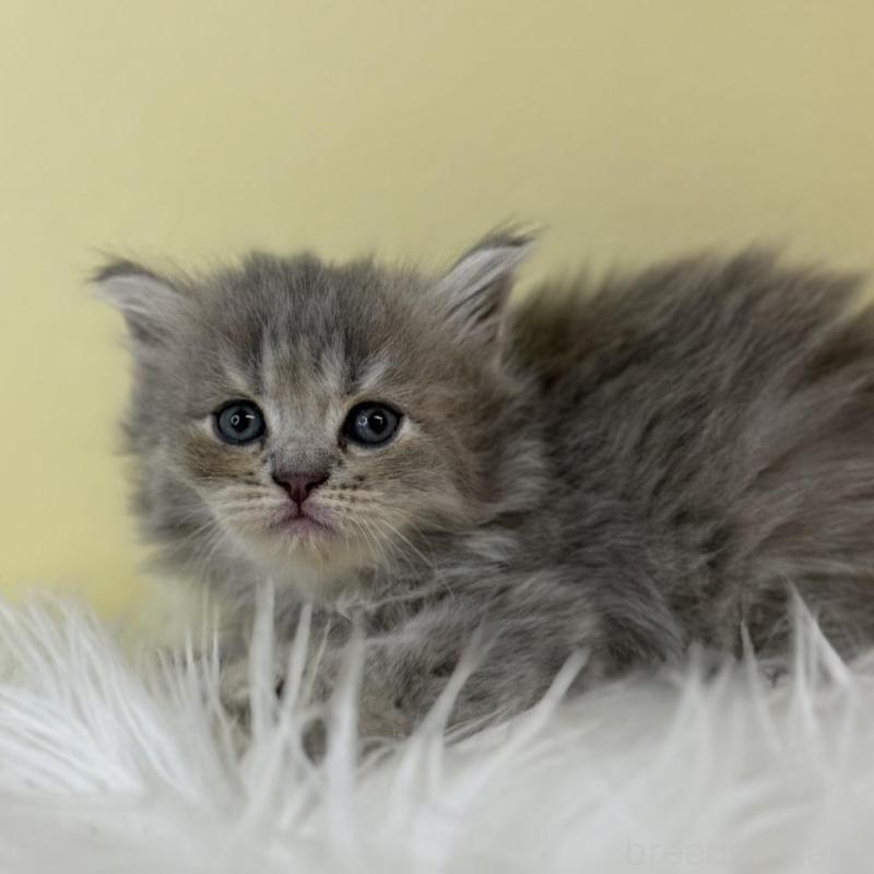 販売中の埼玉県のサイベリアン-139612の1枚目