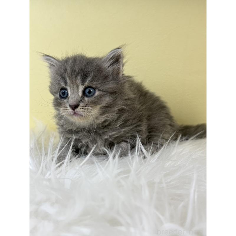 販売中の埼玉県のサイベリアン-139614の4枚目