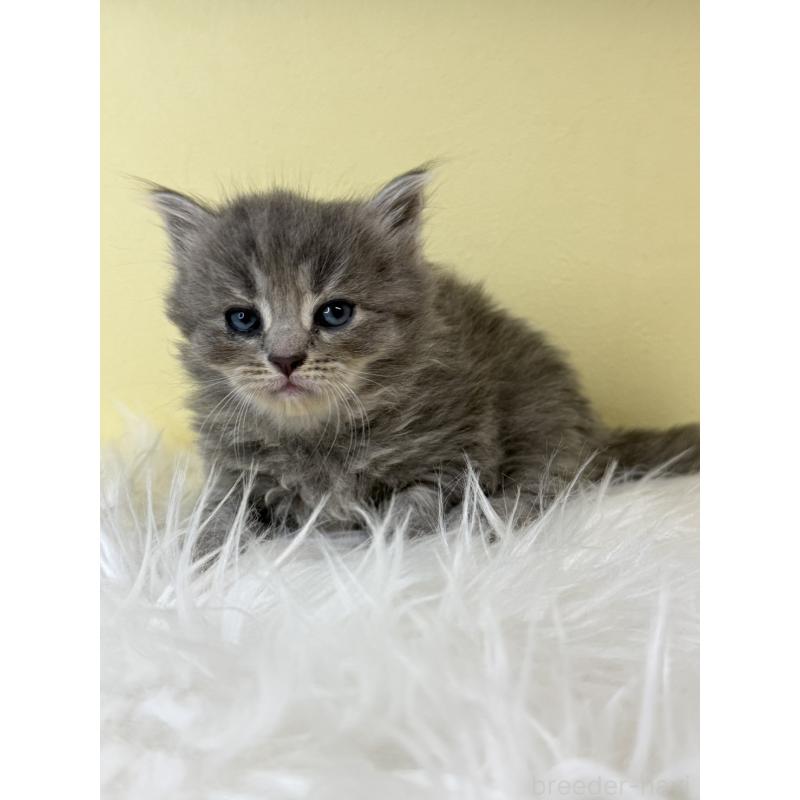 販売中の埼玉県のサイベリアン-139614の3枚目