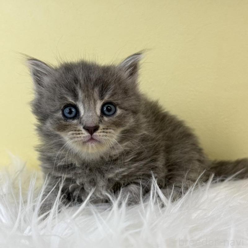 販売中の埼玉県のサイベリアン-139614の1枚目