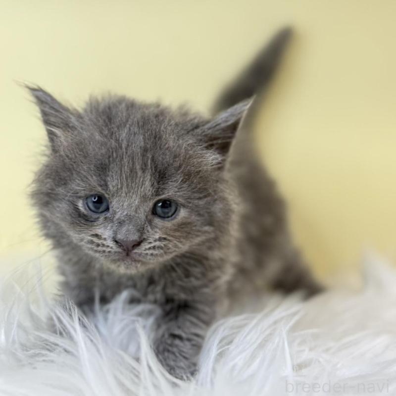 販売中の埼玉県のブリティッシュショートヘア-139615の1枚目