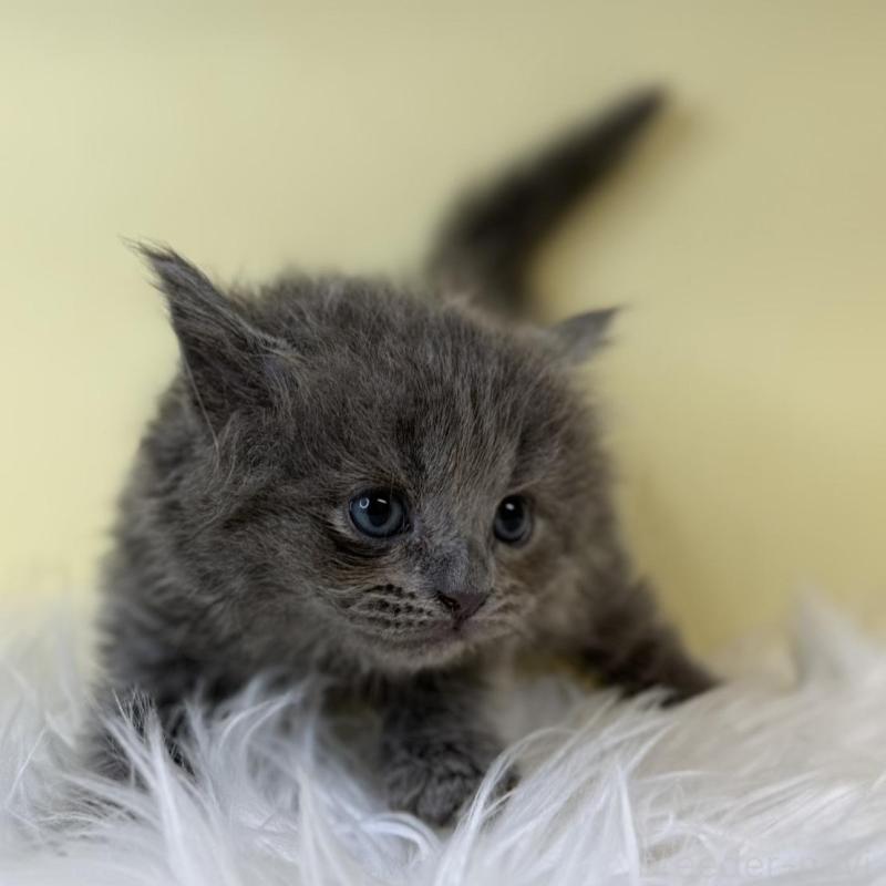 販売中の埼玉県のブリティッシュショートヘア-139615の4枚目