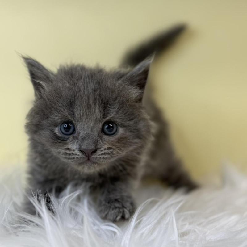 販売中の埼玉県のブリティッシュショートヘア-139615の3枚目