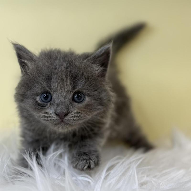 販売中の埼玉県のブリティッシュショートヘア-139615の2枚目