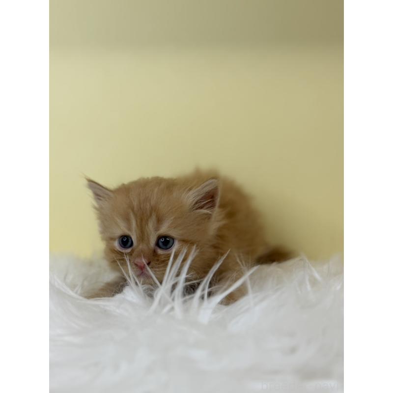 販売中の埼玉県のサイベリアン-139616の4枚目