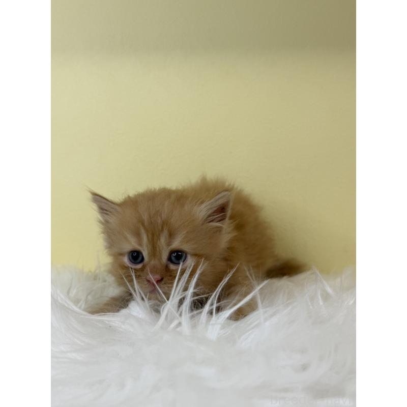 販売中の埼玉県のサイベリアン-139616の3枚目