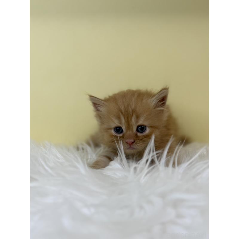 販売中の埼玉県のサイベリアン-139616の2枚目