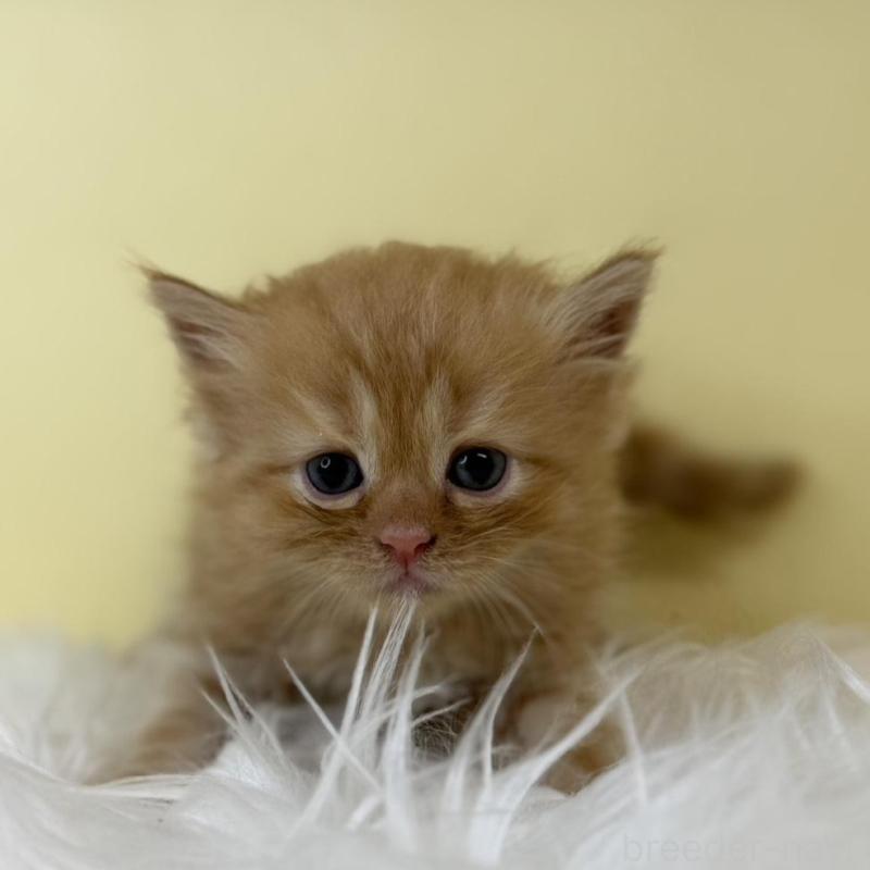 販売中の埼玉県のサイベリアン-139616の1枚目