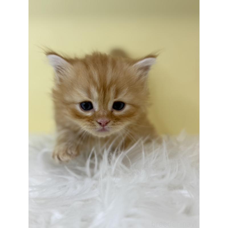 販売中の埼玉県のサイベリアン-139617の4枚目