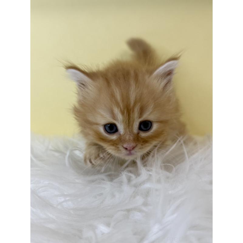 販売中の埼玉県のサイベリアン-139617の2枚目