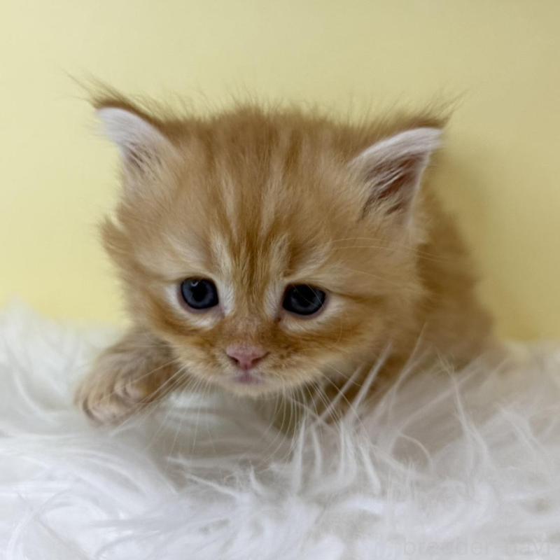 販売中の埼玉県のサイベリアン-139617の1枚目