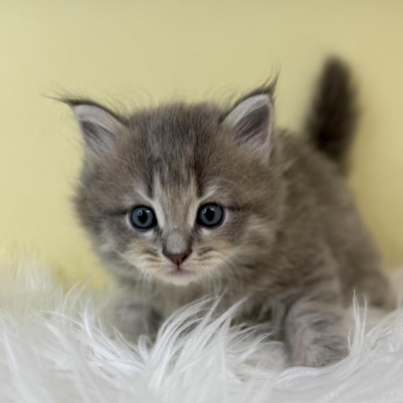 販売中の埼玉県のサイベリアン-139618の1枚目