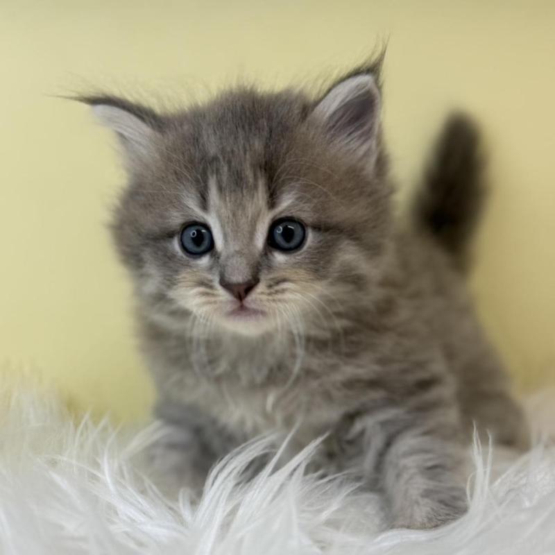 販売中の埼玉県のサイベリアン-139618の4枚目