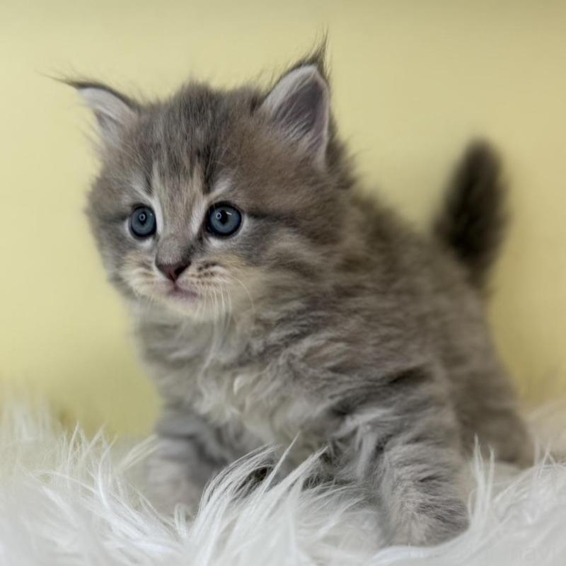 販売中の埼玉県のサイベリアン-139618の3枚目