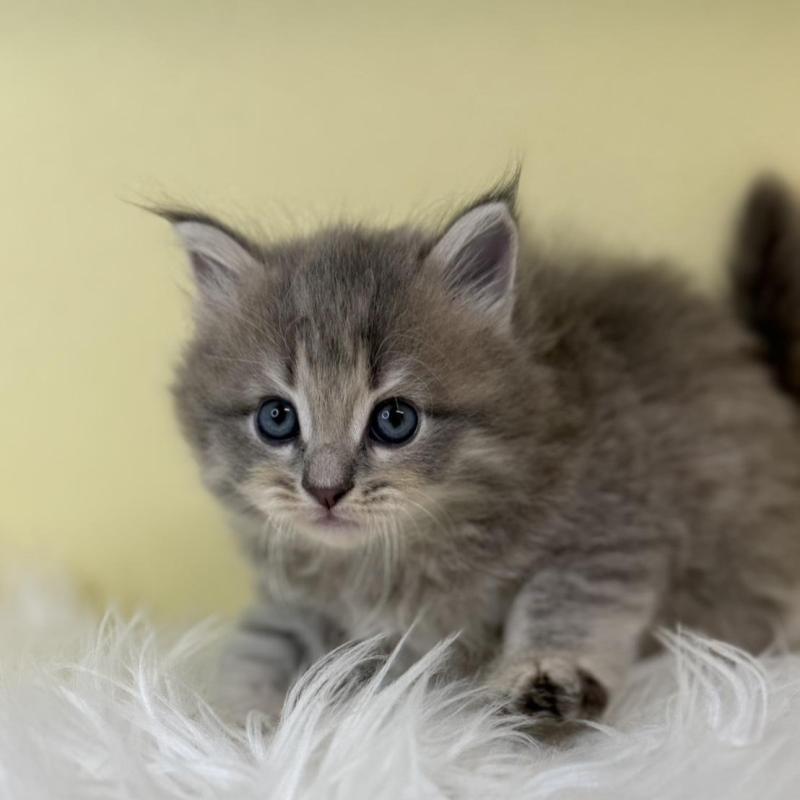 販売中の埼玉県のサイベリアン-139618の2枚目