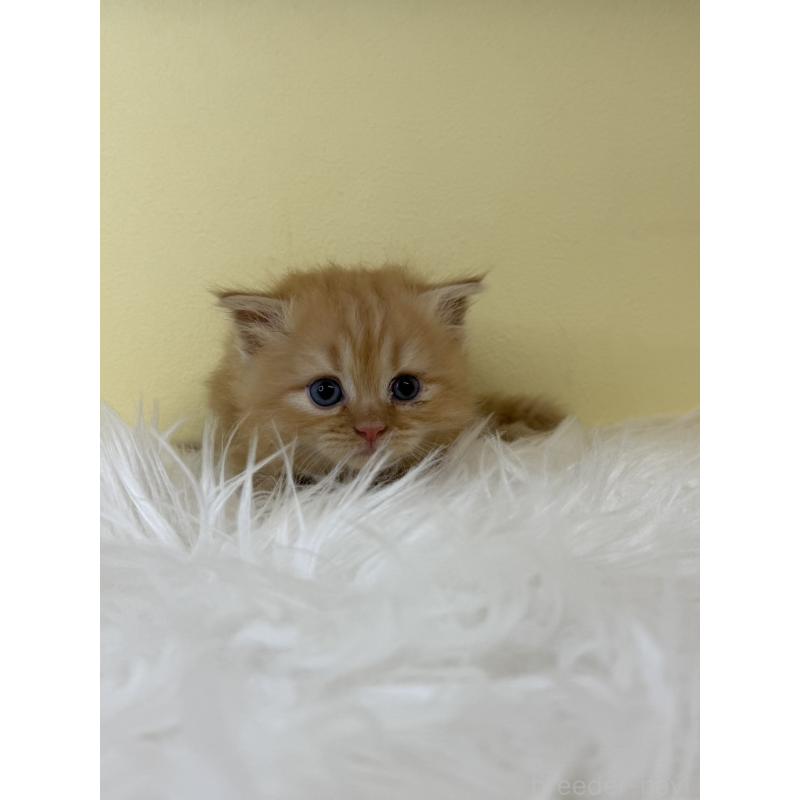 販売中の埼玉県のサイベリアン-139619の4枚目