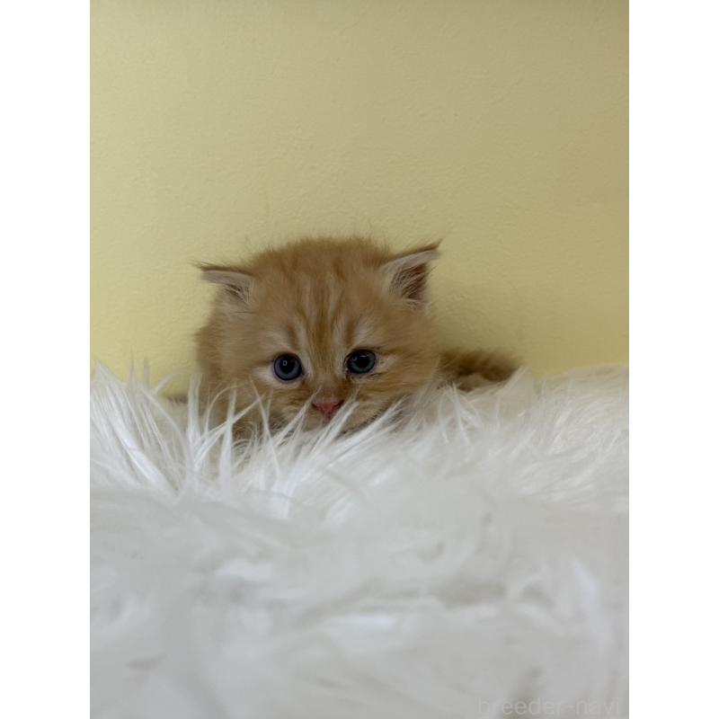 販売中の埼玉県のサイベリアン-139619の3枚目