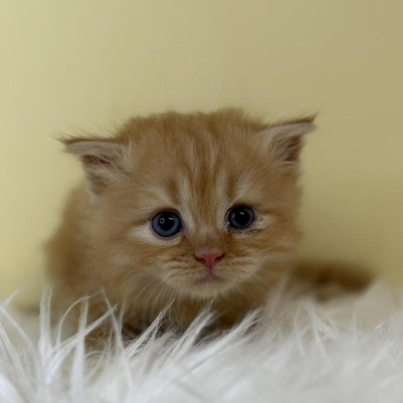 販売中の埼玉県のサイベリアン-139619の1枚目