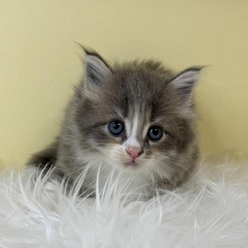 販売中の埼玉県のサイベリアン-139620の1枚目