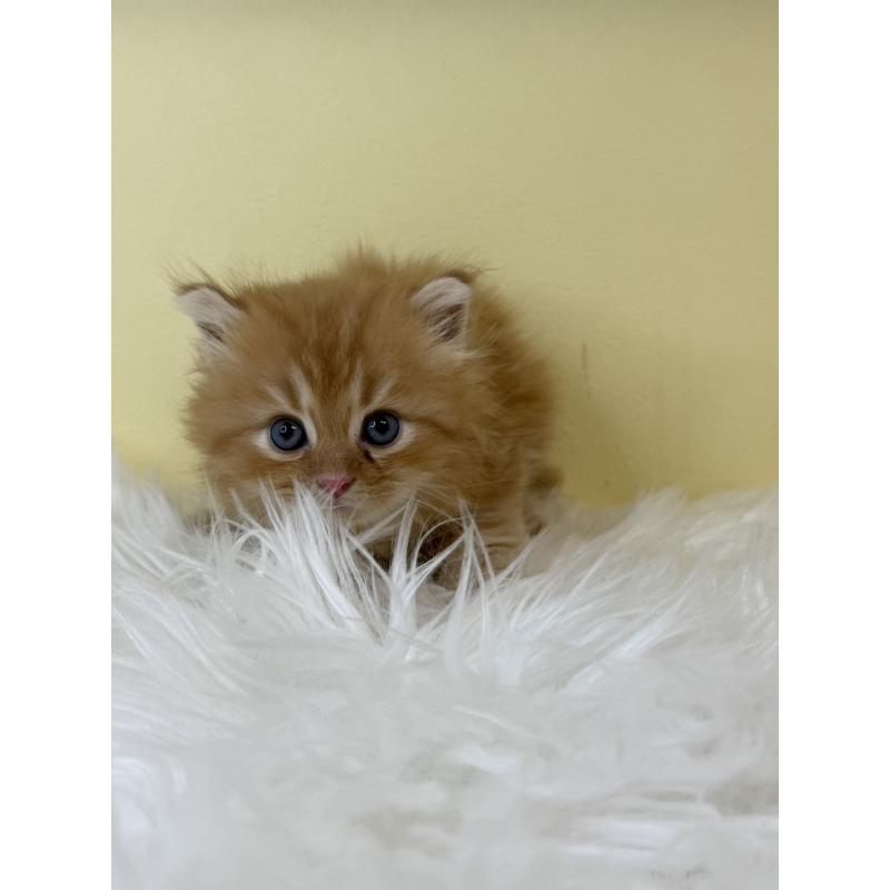 販売中の埼玉県のサイベリアン-139621の3枚目