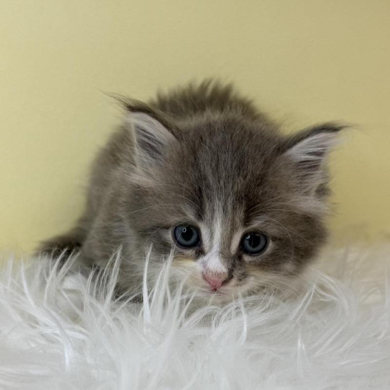 販売中の埼玉県のサイベリアン-139620の4枚目