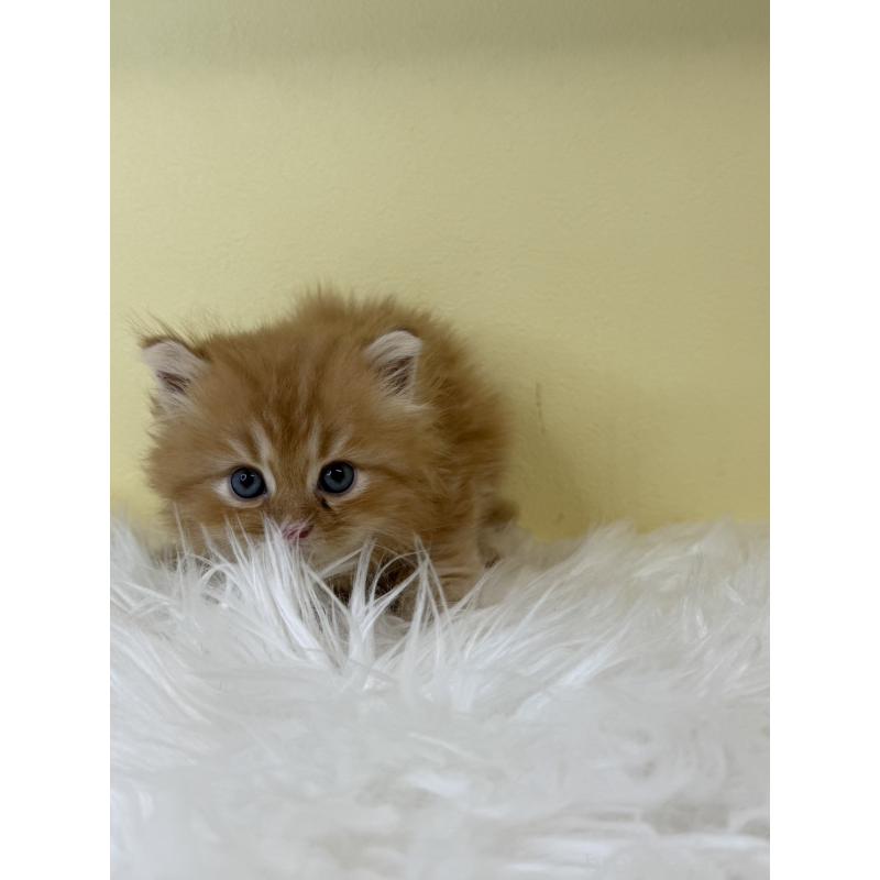 販売中の埼玉県のサイベリアン-139621の2枚目