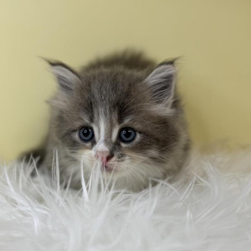 販売中の埼玉県のサイベリアン-139620の3枚目