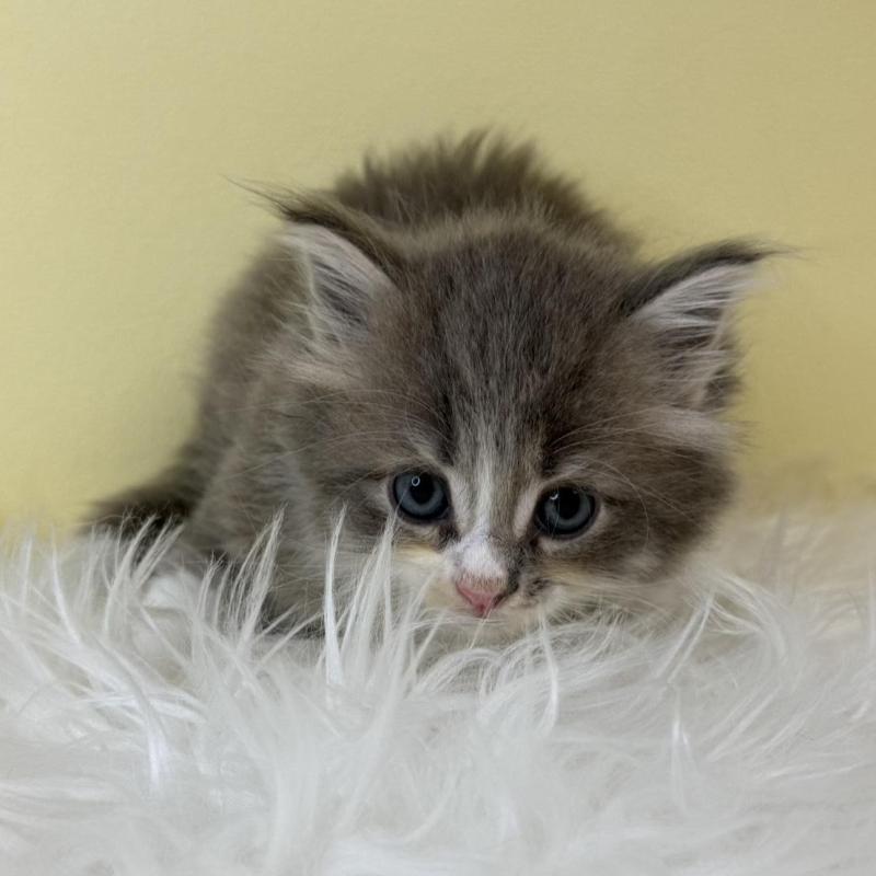 販売中の埼玉県のサイベリアン-139620の2枚目