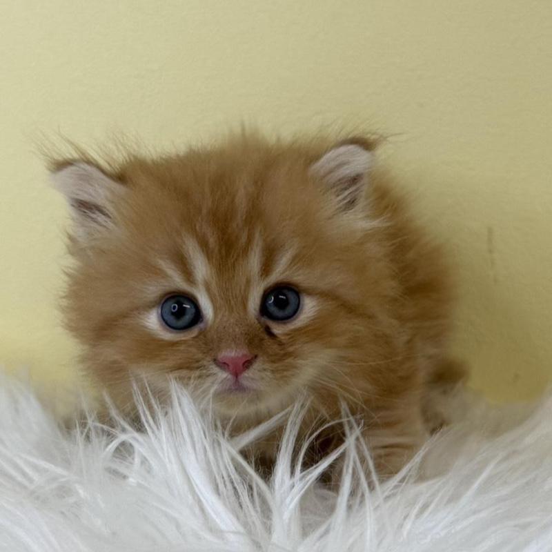 販売中の埼玉県のサイベリアン-139621の1枚目