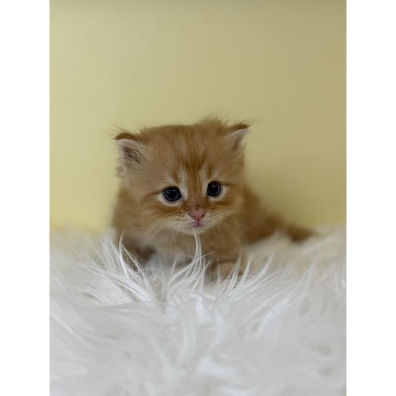 販売中の埼玉県のサイベリアン-139622の4枚目