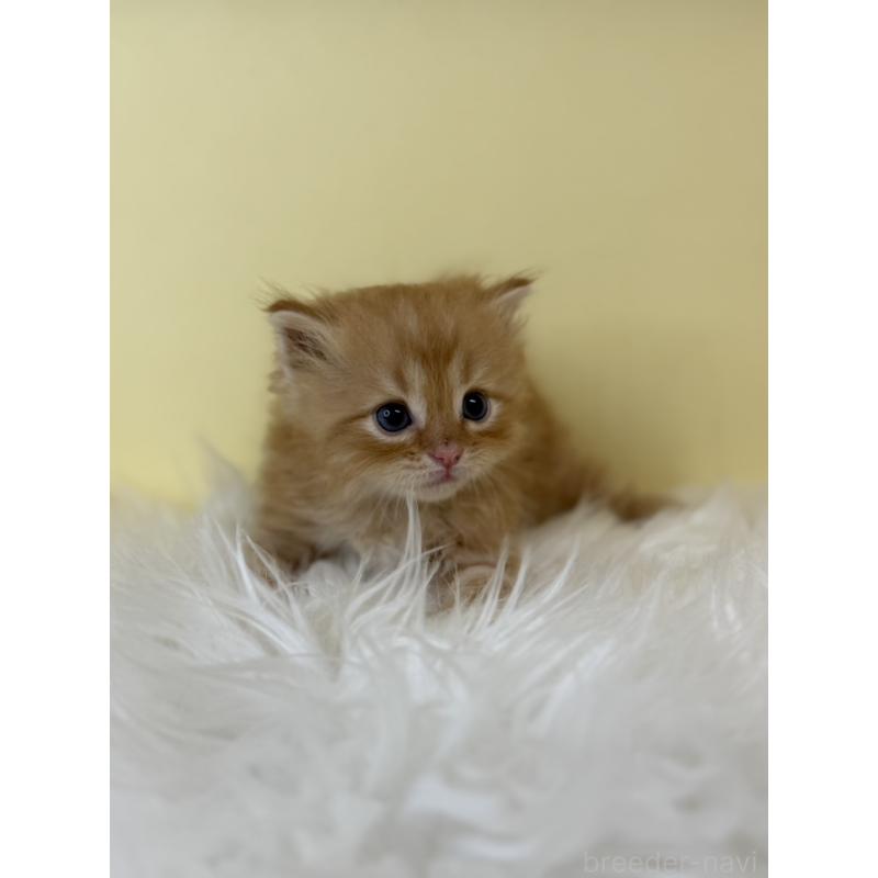 販売中の埼玉県のサイベリアン-139622の3枚目