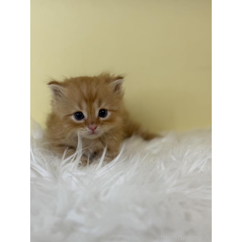 販売中の埼玉県のサイベリアン-139622の2枚目