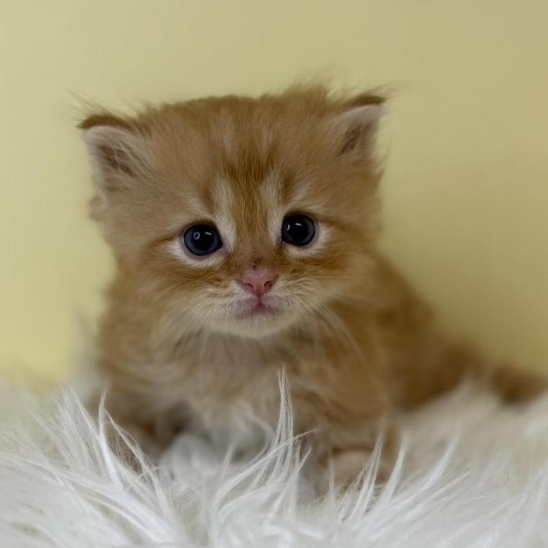 販売中の埼玉県のサイベリアン-139622の1枚目