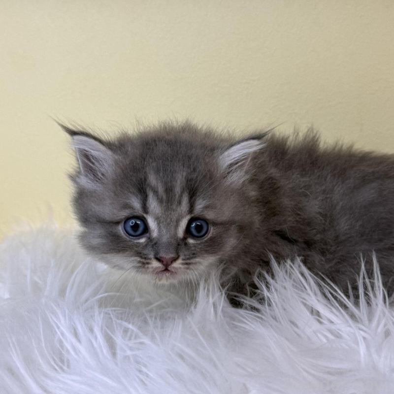 販売中の埼玉県のサイベリアン-139623の1枚目