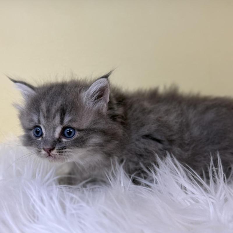 販売中の埼玉県のサイベリアン-139623の4枚目