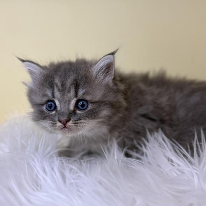 販売中の埼玉県のサイベリアン-139623の3枚目