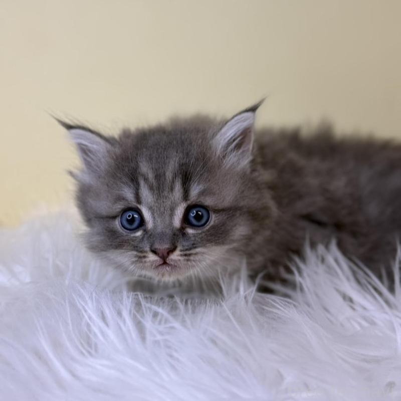 販売中の埼玉県のサイベリアン-139623の2枚目