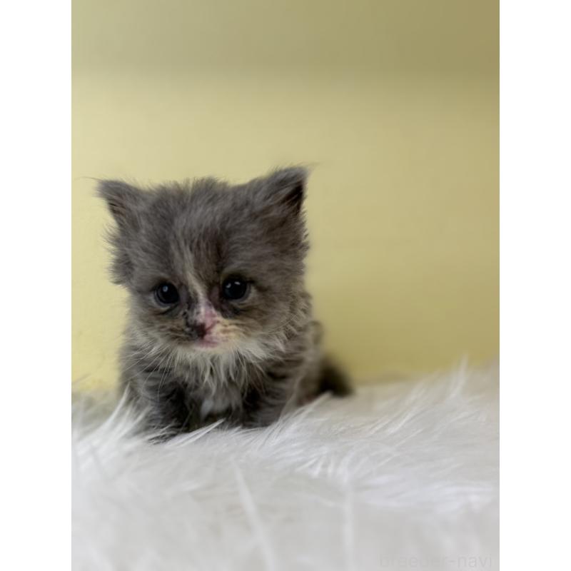 販売中の埼玉県のサイベリアン-139624の4枚目