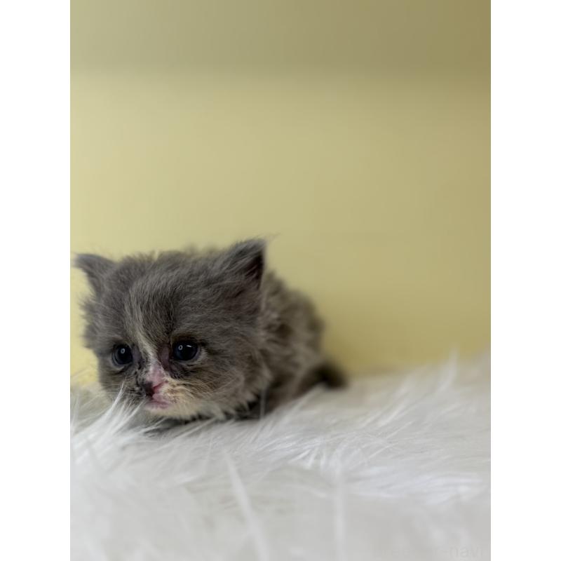 販売中の埼玉県のサイベリアン-139624の3枚目