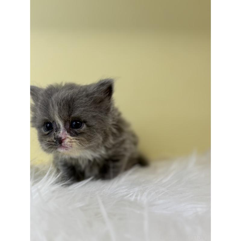 販売中の埼玉県のサイベリアン-139624の2枚目