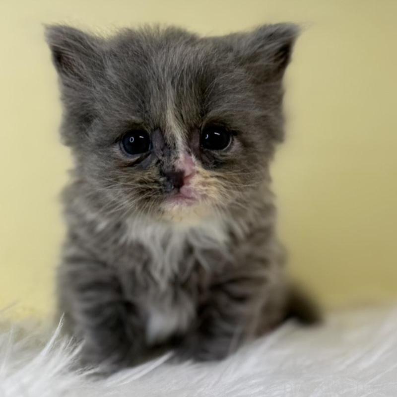 販売中の埼玉県のサイベリアン-139624の1枚目