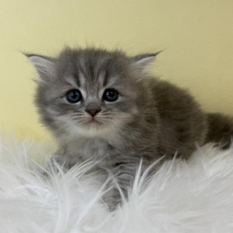 販売中の埼玉県のサイベリアン-139625