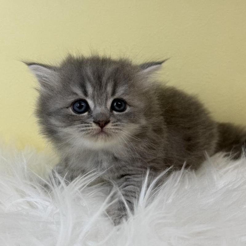 販売中の埼玉県のサイベリアン-139625の4枚目