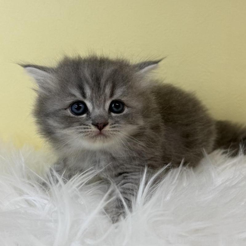 販売中の埼玉県のサイベリアン-139625の3枚目